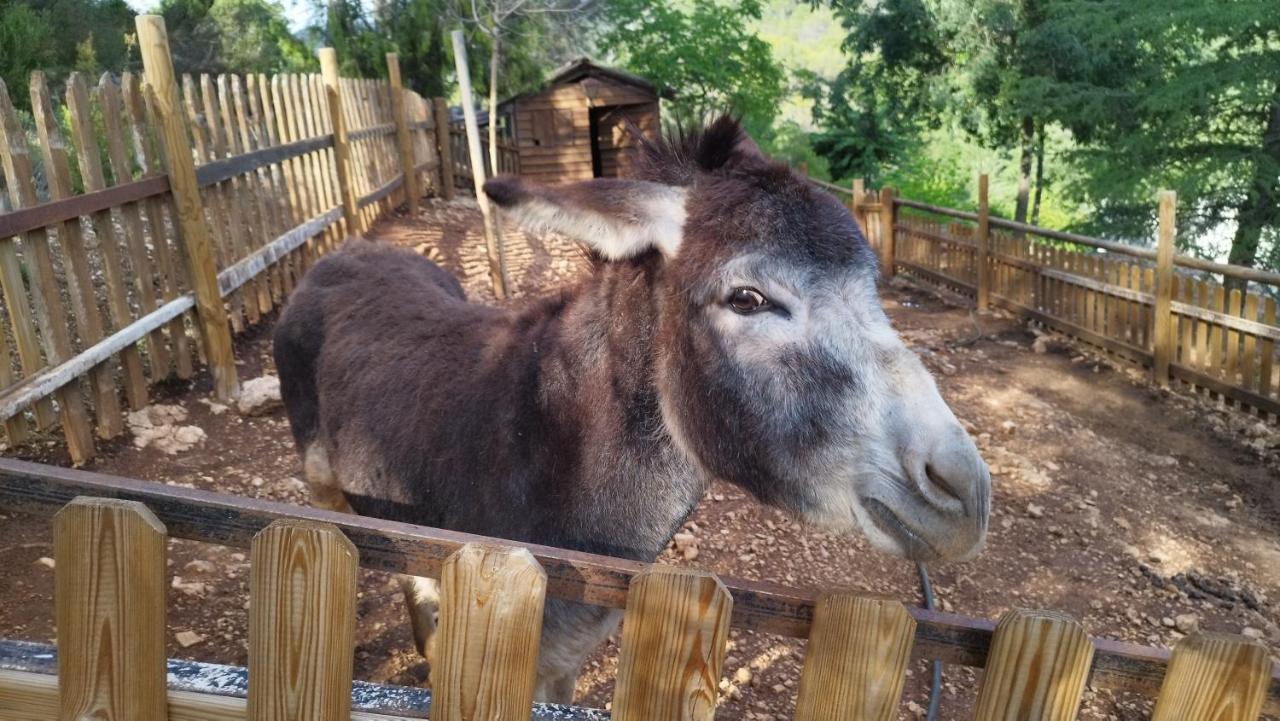 Alojamiento Rural Las Maravillas Cañada Catena Dış mekan fotoğraf
