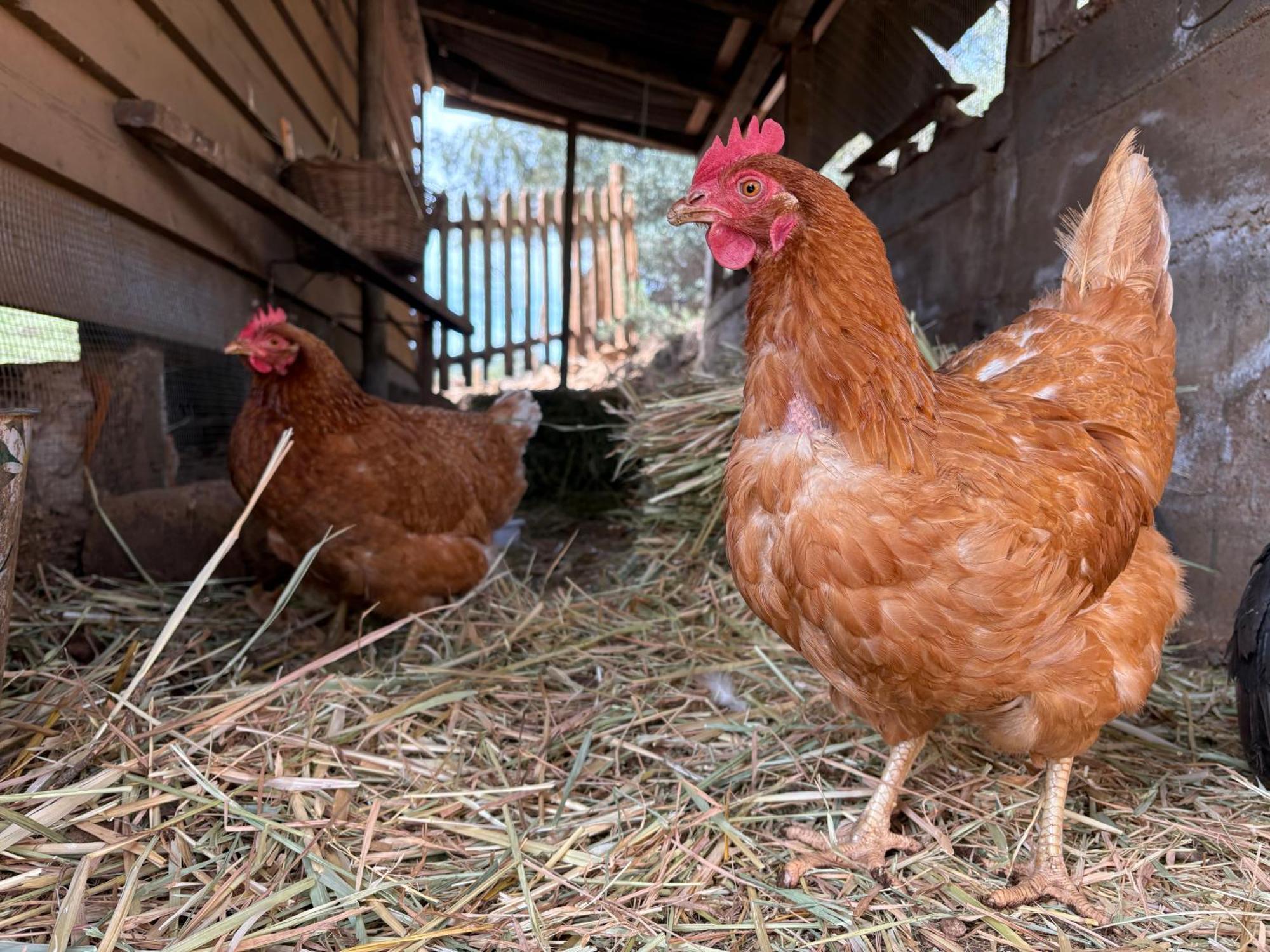 Alojamiento Rural Las Maravillas Cañada Catena Dış mekan fotoğraf